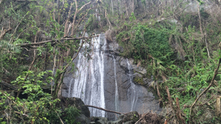 Two Months After Maria, Puerto Rico's Rainforest Is Bouncing Back<em></em>